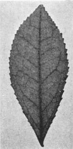 Fig. 53.