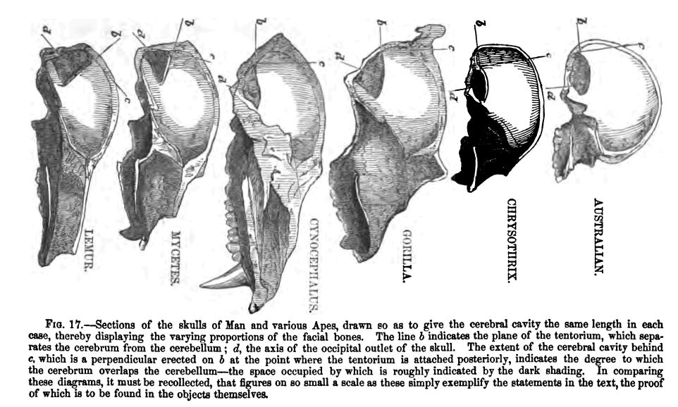 Fig. 17.--sections of the Skulls Of Man and Various Apes, Drawn So As to Give the Cerebral Cavity The Same Length in Each Case, Thereby Displaying the Varying Proportions of The Facial Bones. The Line 'b' Indicates the Plane of The Tentorium, Which Separates The Cerebrum From the Cerebellum; 'd', The Axis of The Occipital Outlet Of The Skull. The Extent of Cerebral Cavity Behind 'c', Which is a Perpendicular Erected on 'b' at the Point Where The Tentorium is Attached Posteriorly, Indicates the Degree to Which The Cerebrum Overlaps The Cerebellum--the Space Occupied by Which is Roughly Indicated By the Dark Shading. In Comparing These Diagrams, It Must Be Recollected, That Figures on So Small a Scale As These Simply Exemplify the Statements in The Text, The Proof of Which is to Be Found in the Objects Themselves. 