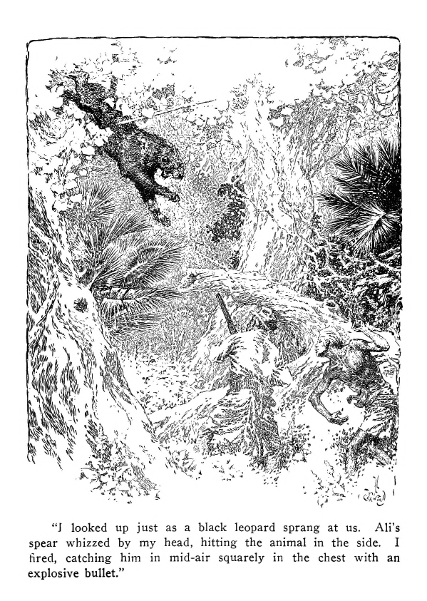 "I looked up just as a black leopard sprang at us.  Ali's spear whizzed by my head, hitting the animal in the side.  I fired, catching him in mid-air squarely in the chest with an explosive bullet."