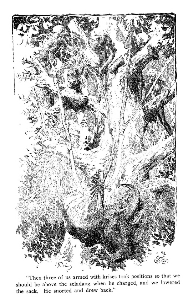 "Then three of us armed with krises took positions so that we should be above the seladang when he charged, and we lowered the sack.  He snorted and drew back."