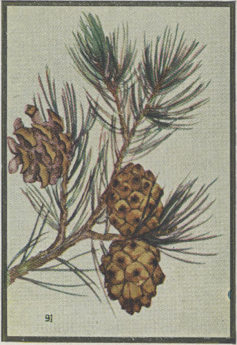 Piñon Pine