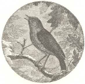 Drawing of bird on branch, singing