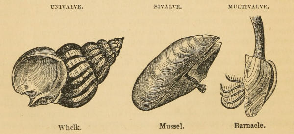 UNIVALVE. BIVALVE. MULTIVALVE.
  Whelk. Mussel. Barnacle.