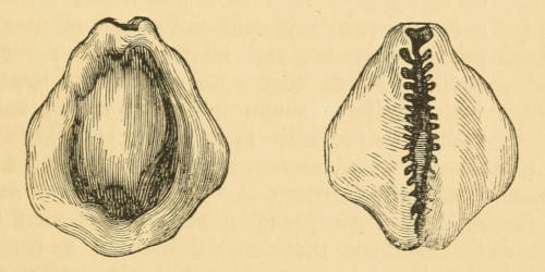 Money Cowrie, two views