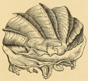 Ostrea Crista-Galli, Cock’s-comb Oyster